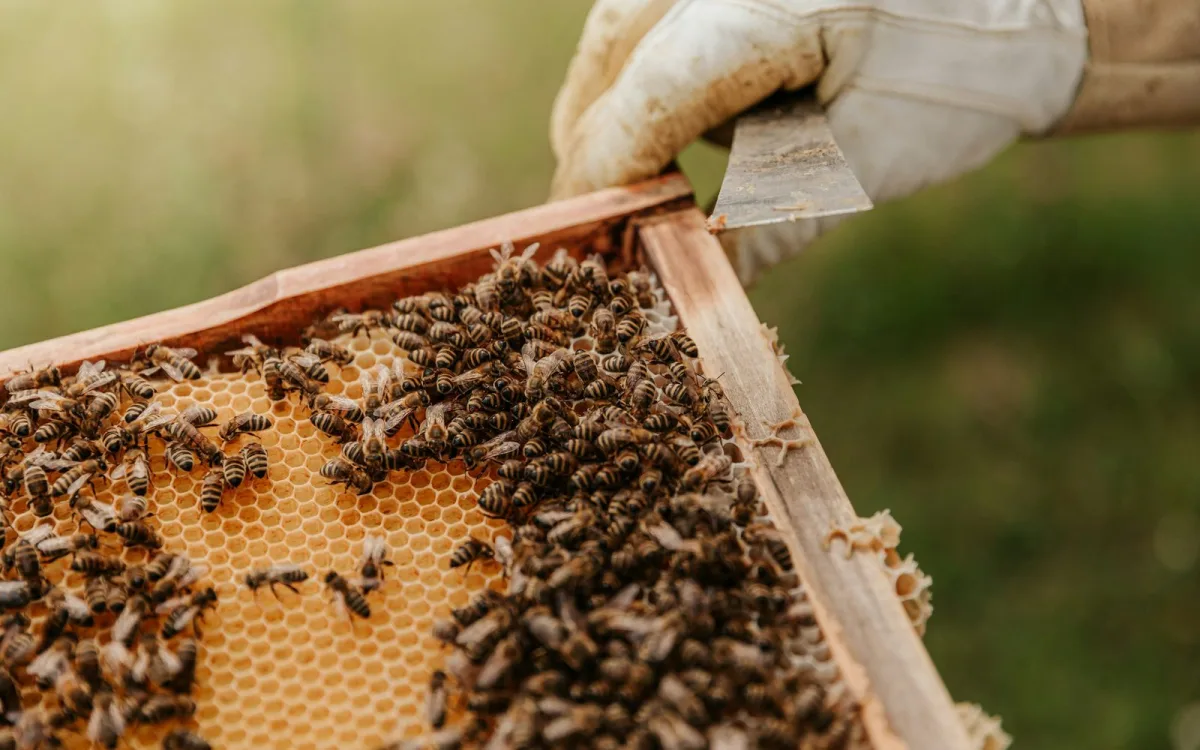 Why does honey crystallise – and why is it a good sign?