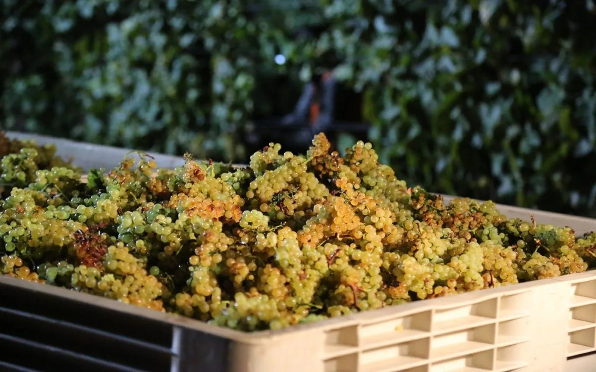 Mit jelent a puttony? A tokaji aszú készítése lépésről lépésre