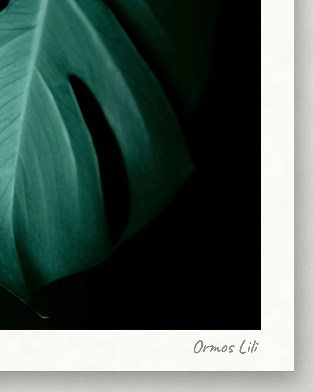 Monstera sötétben
