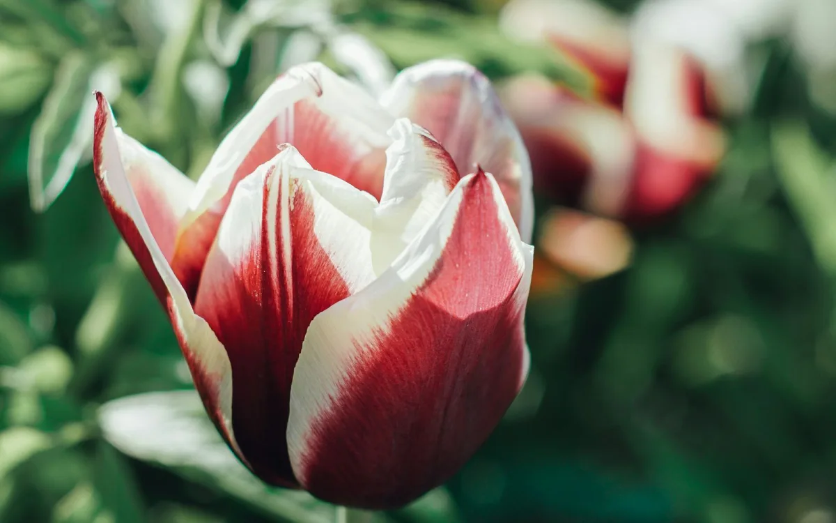 Planting tulip bulbs in autumn
