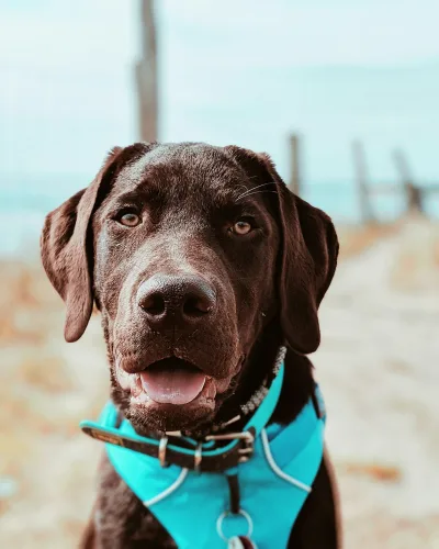 Párnázott Y-hám