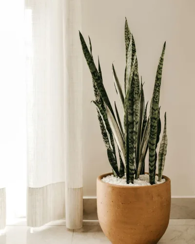 Anyósnyelv (Sansevieria trifasciata)