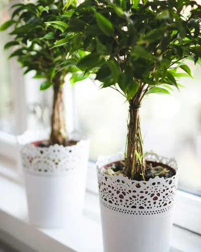 Fonott törzsű fikusz fa (Ficus benjamina)