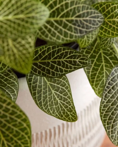 Fittónia (Fittonia albivenis)