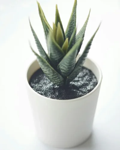 Zebrakaktusz (Haworthia fasciata) fehér kaspóban
