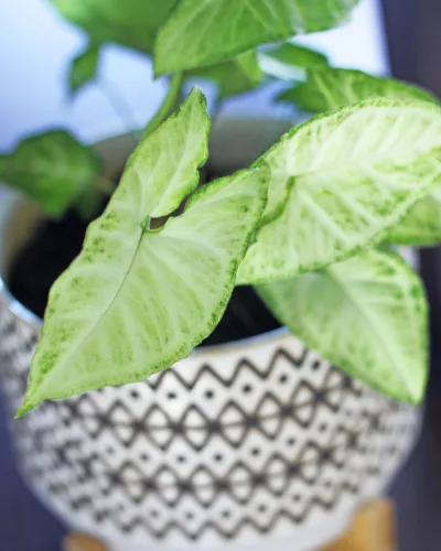 Nyílvesszőlevél (Syngonium 'Neon')