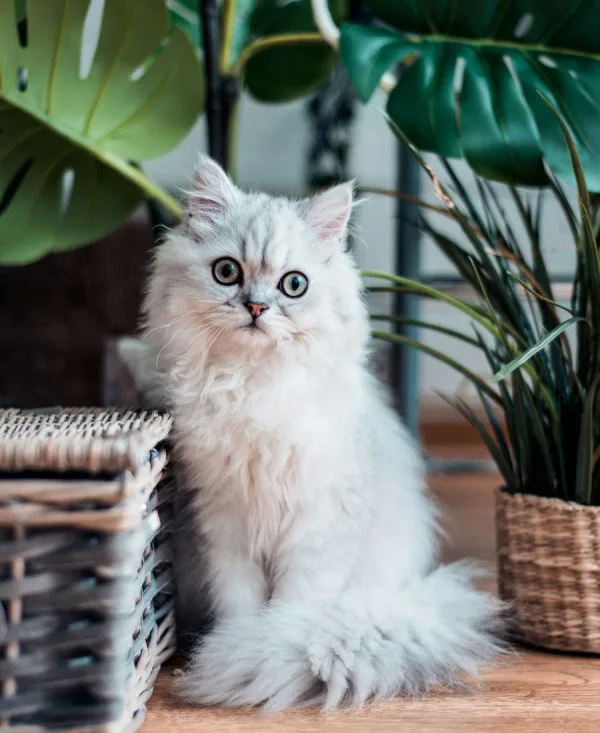 Macska