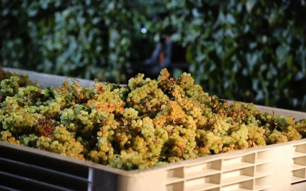 Mit jelent a puttony? A tokaji aszú készítése lépésről lépésre