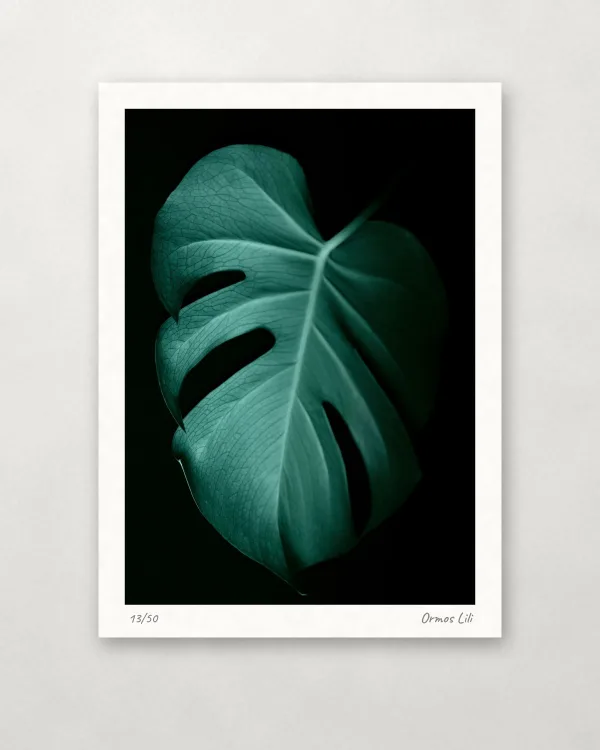 Monstera sötétben