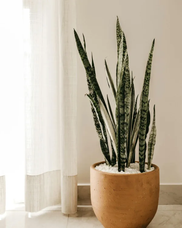 Anyósnyelv (Sansevieria trifasciata)