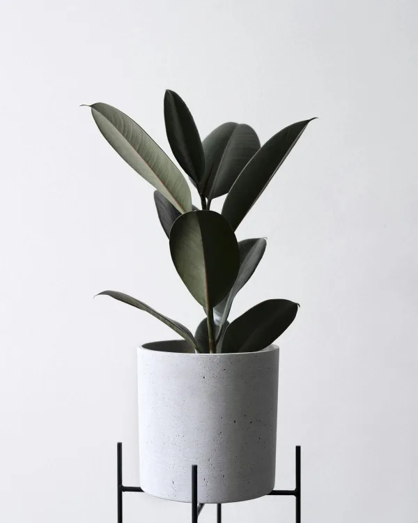 Gumifa (Ficus elastica 'Robusta')