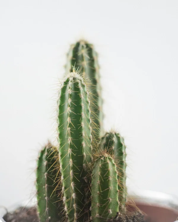 Oszlopkaktusz (Cereus peruvianus)