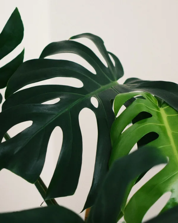 Könnyezőpálma (Monstera deliciosa)