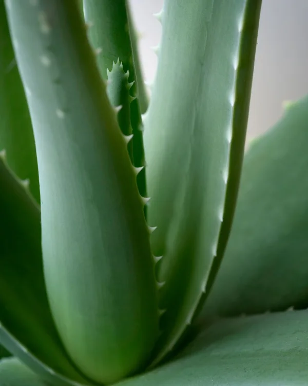 Zsályakert aloe vera gél 98%, 200 ml