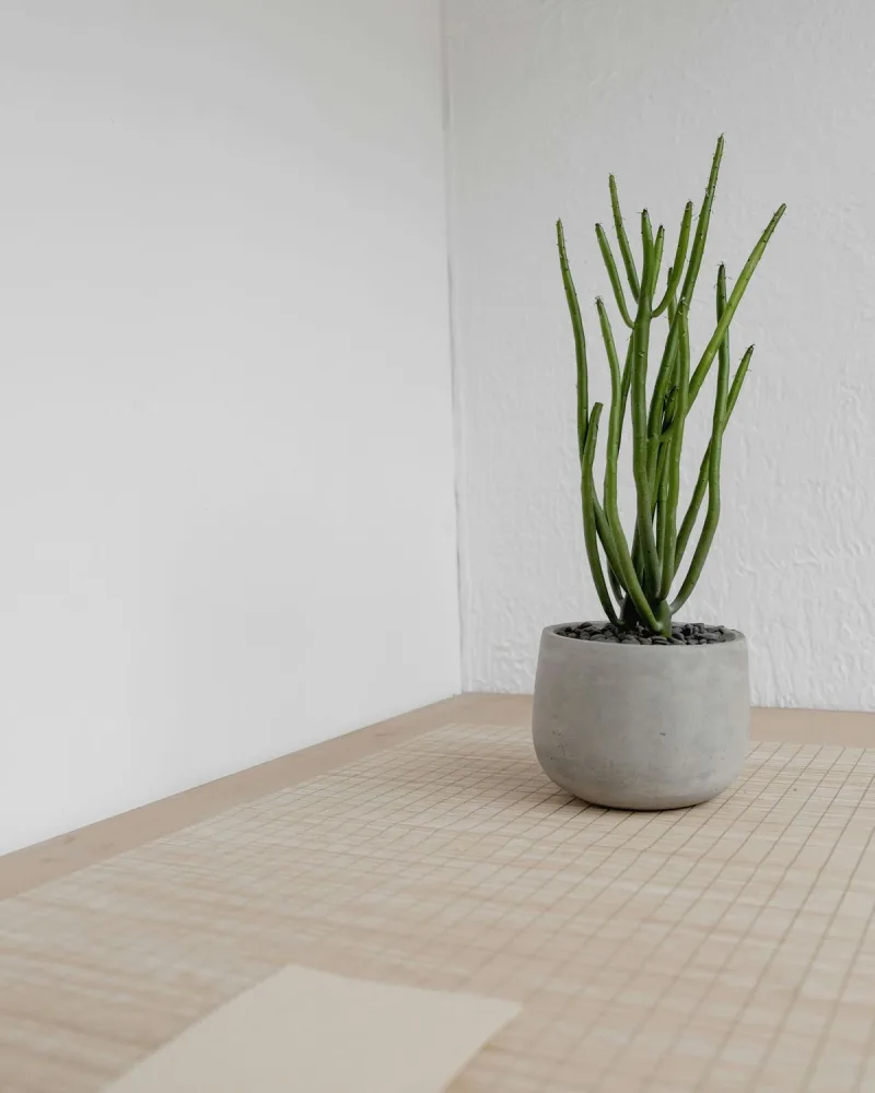 Anyósnyelv (Sansevieria) fekete kaspóban