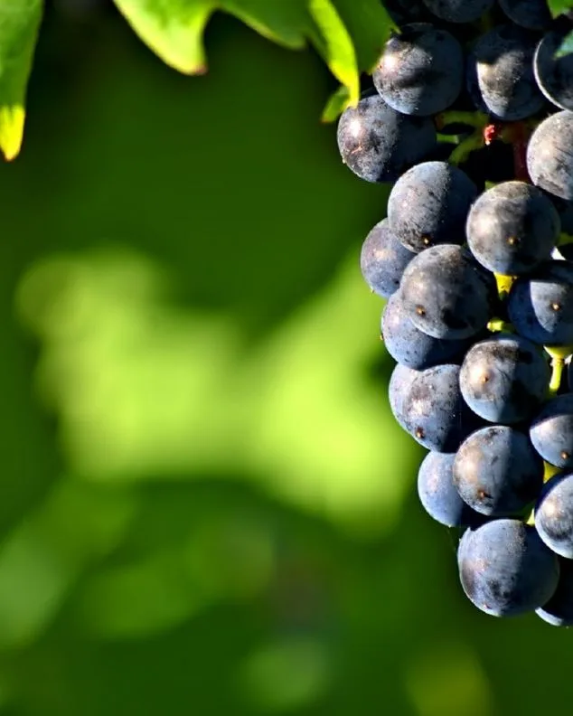 Egri Pinot Noir 2022