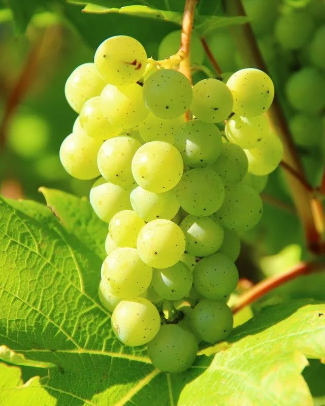 Tokaji Furmint Mád 2023