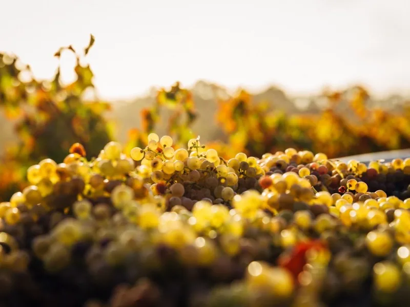 Tokaji Aszú 5 puttonyos 2017