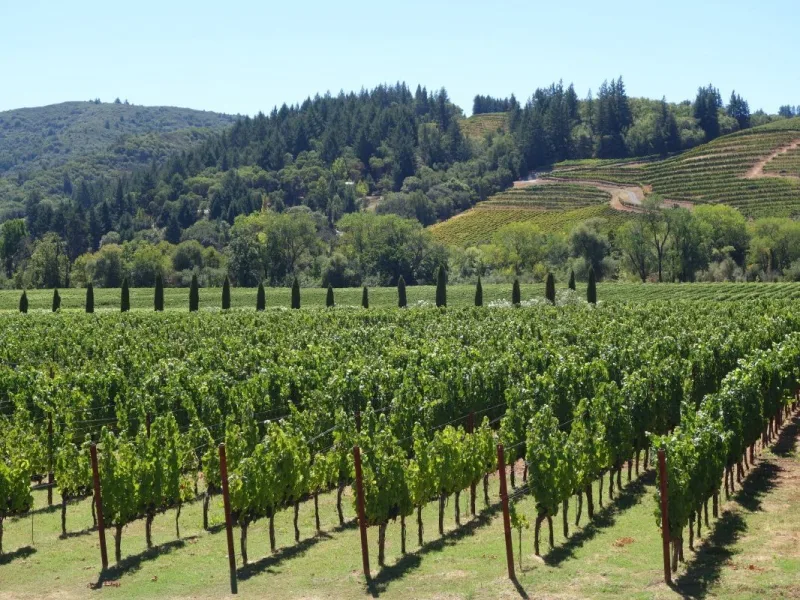 Villányi Cabernet Rozé 2025