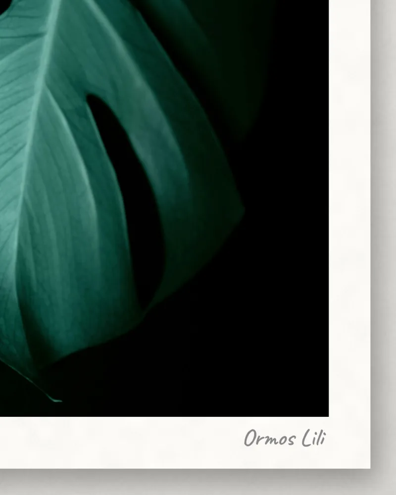 Monstera sötétben
