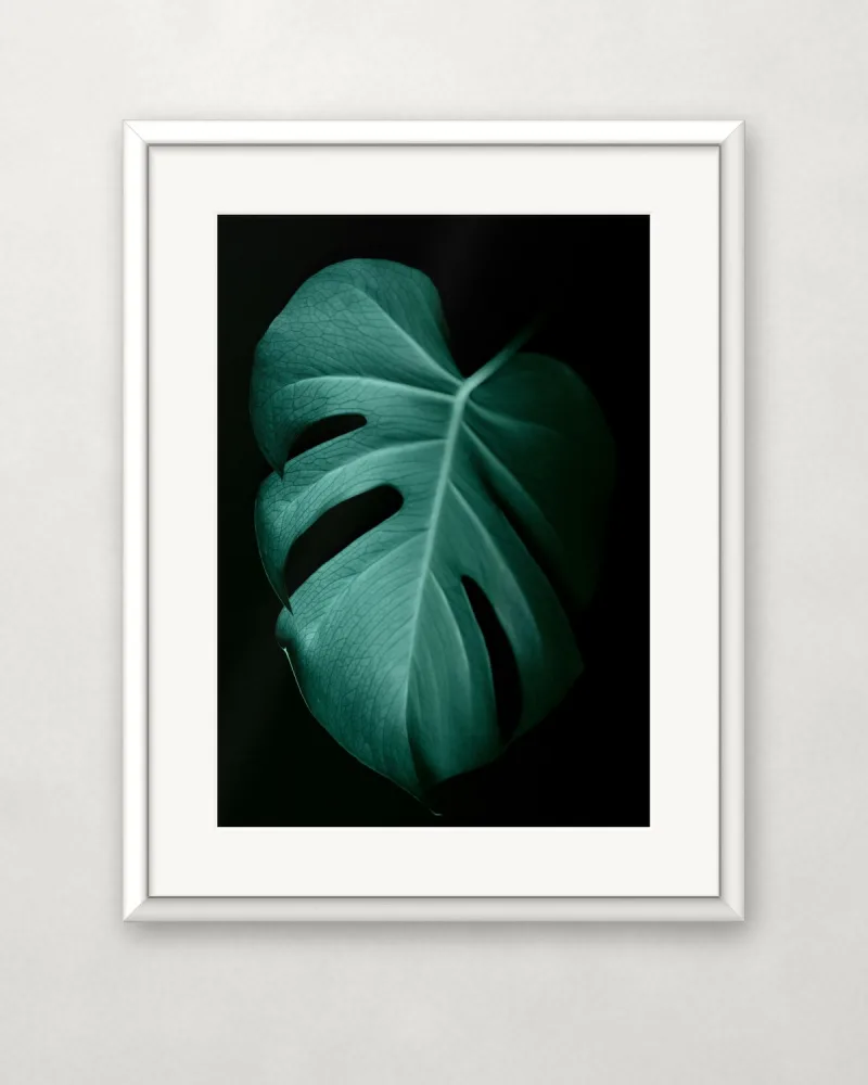 Monstera sötétben – A4 / Fehér