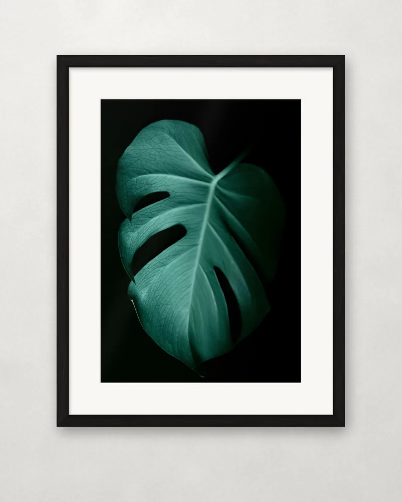 Monstera sötétben – A4 / Fekete fa