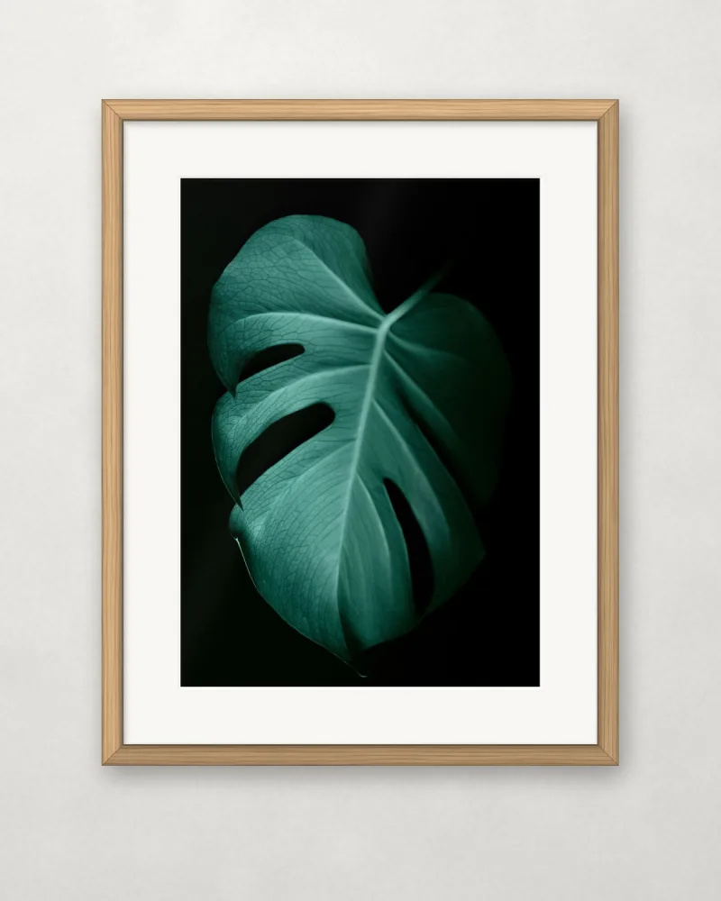 Monstera sötétben