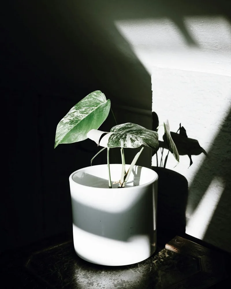 Elefántfül (Alocasia 'Polly')
