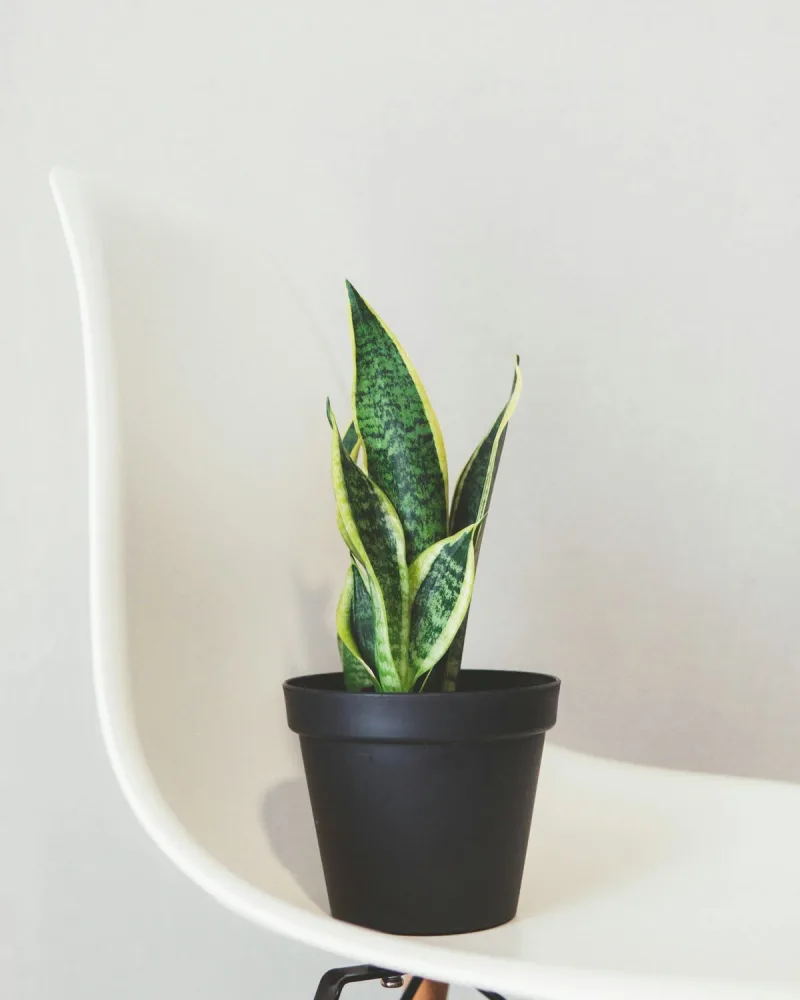 Anyósnyelv (Sansevieria trifasciata)