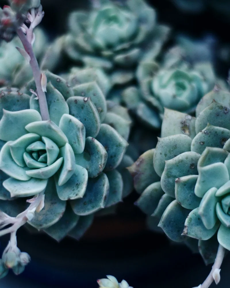 Echeveria 'Blue Bird'