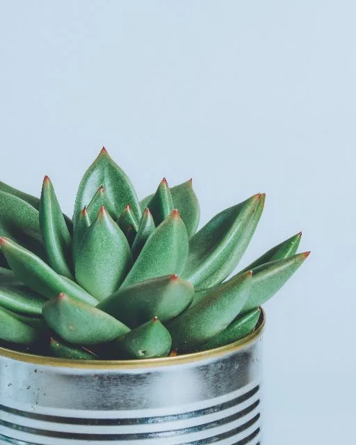 Echeveria 'Blue Bird'