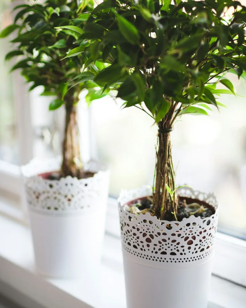 Fonott törzsű fikusz fa (Ficus benjamina)