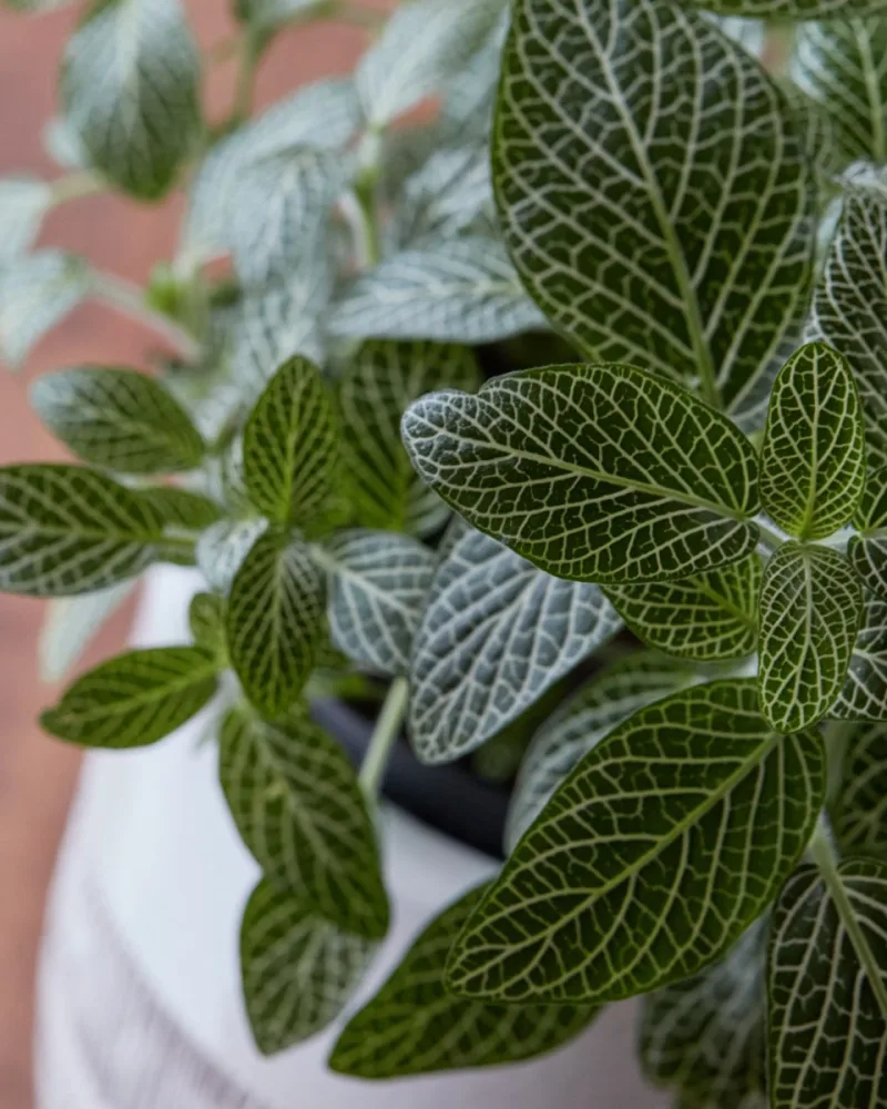 Fittónia (Fittonia albivenis)