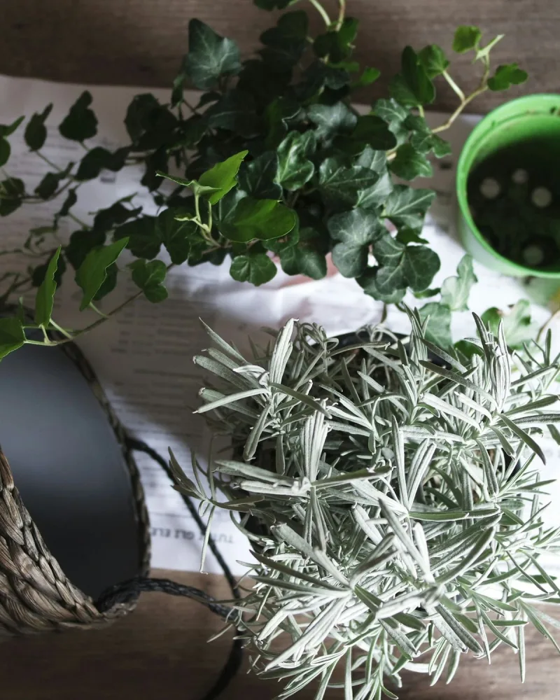 Tőzegmentes szobanövényföld 20 l
