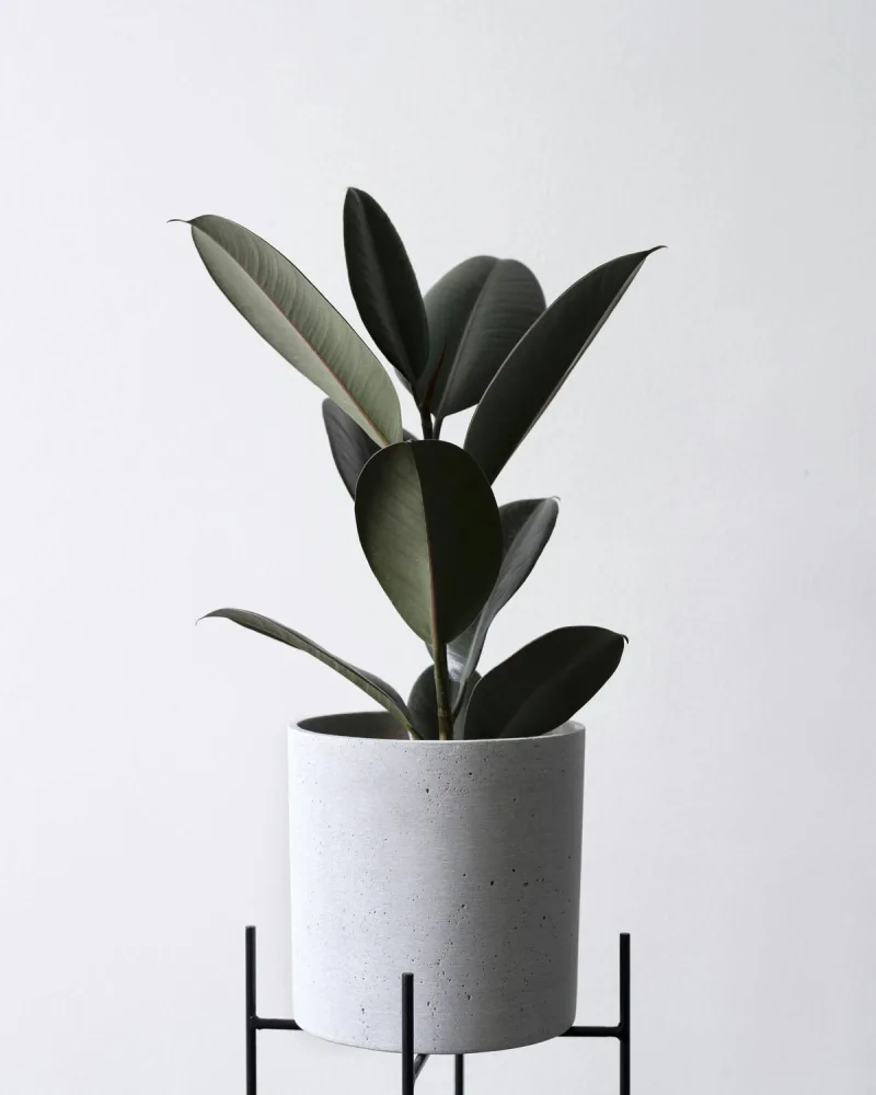 Gumifa (Ficus elastica 'Robusta')