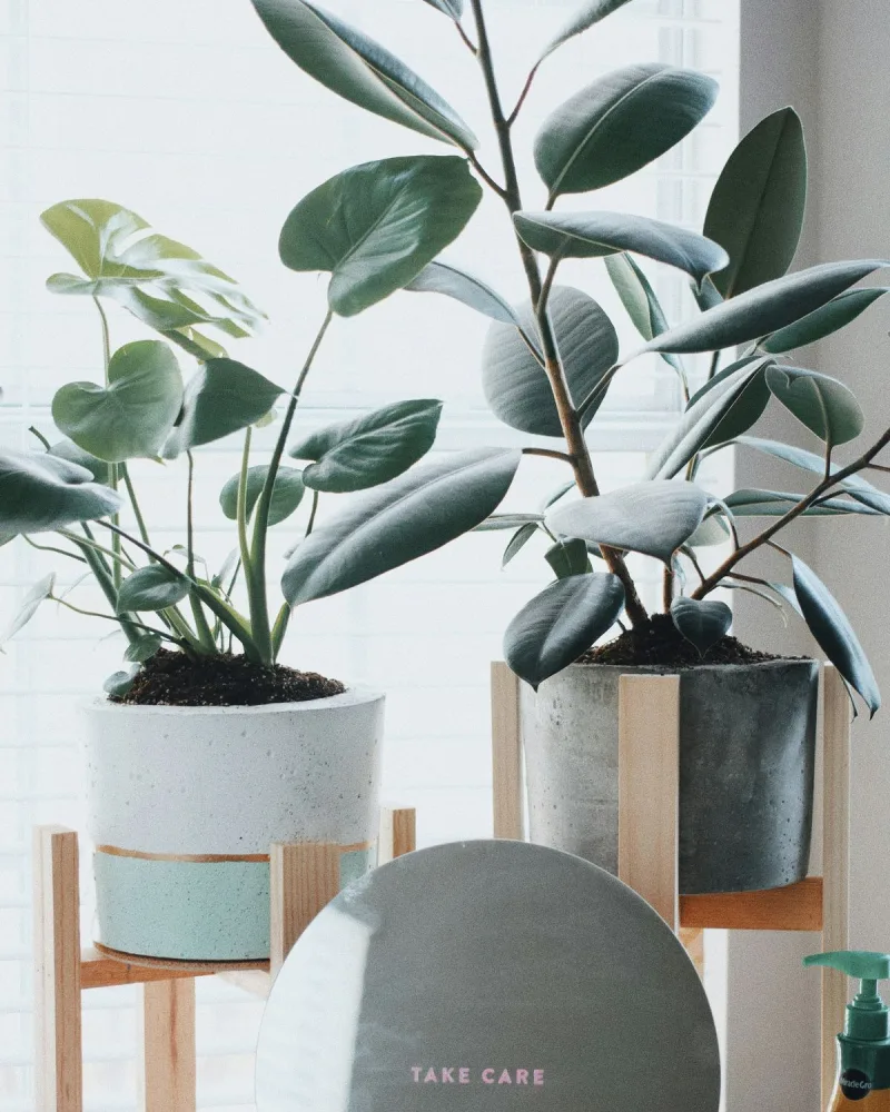 Gumifa (Ficus elastica 'Robusta')