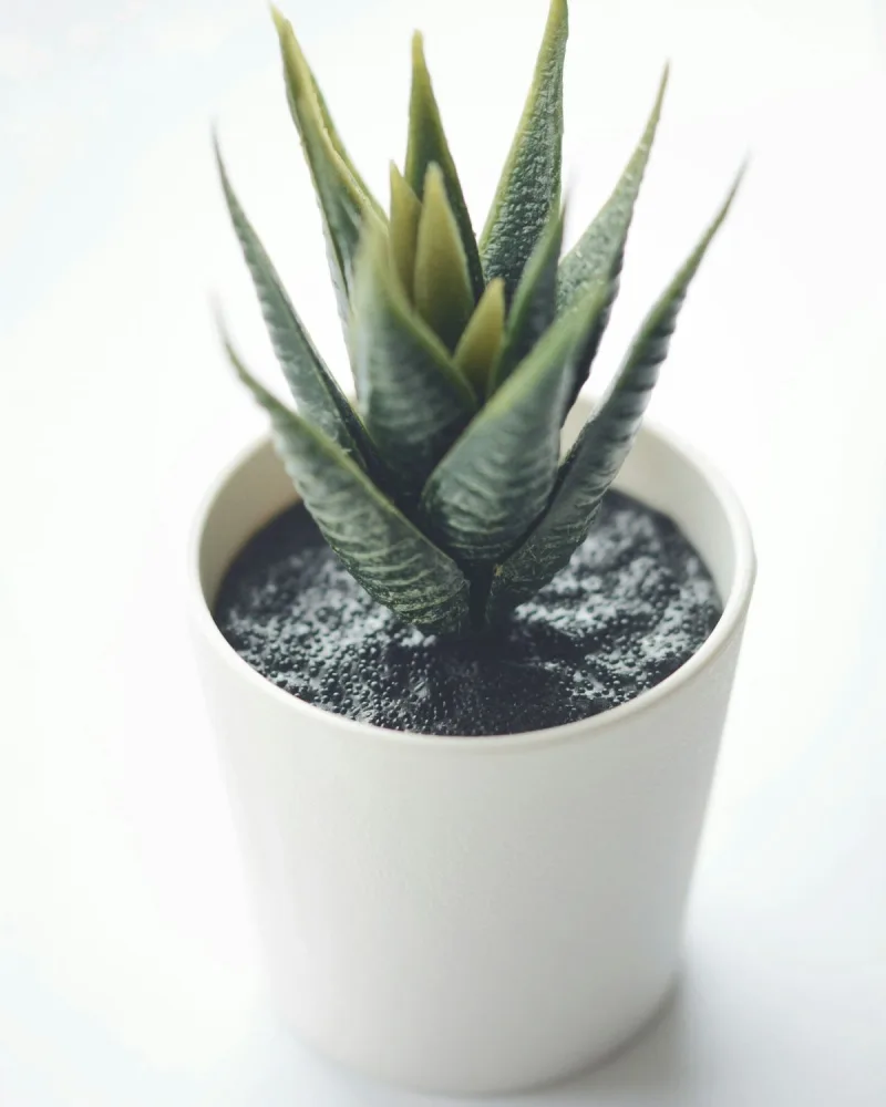 Zebrakaktusz (Haworthia fasciata) fehér kaspóban