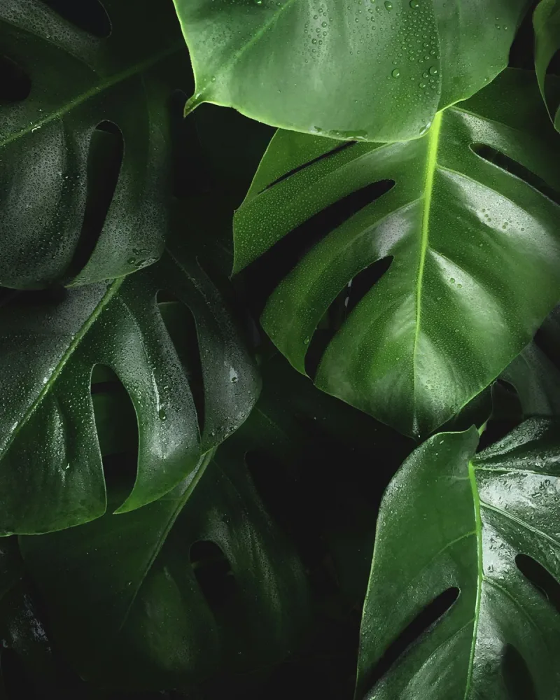 Könnyezőpálma (Monstera deliciosa)