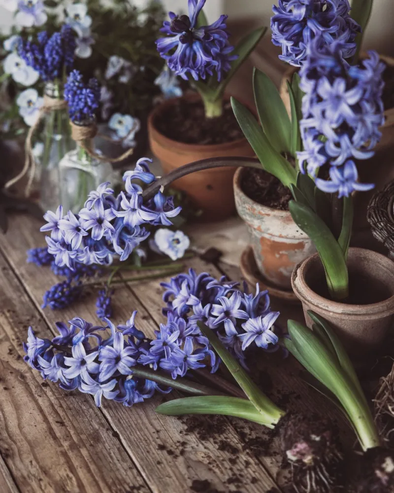 Tulipánhagyma válogatás (20 db)