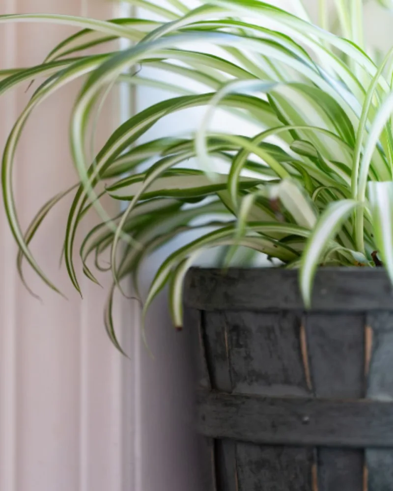 Zöldike (Chlorophytum comosum)