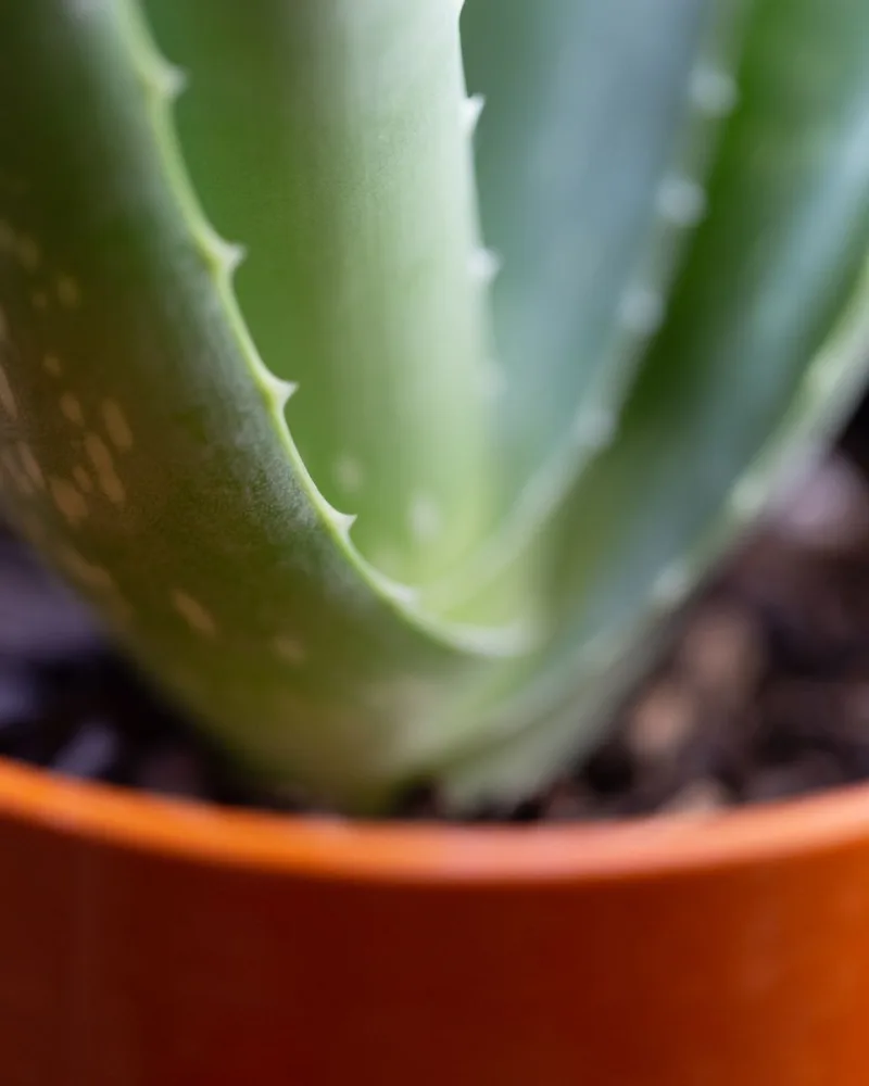 Zsályakert aloe vera gél 98%, 200 ml