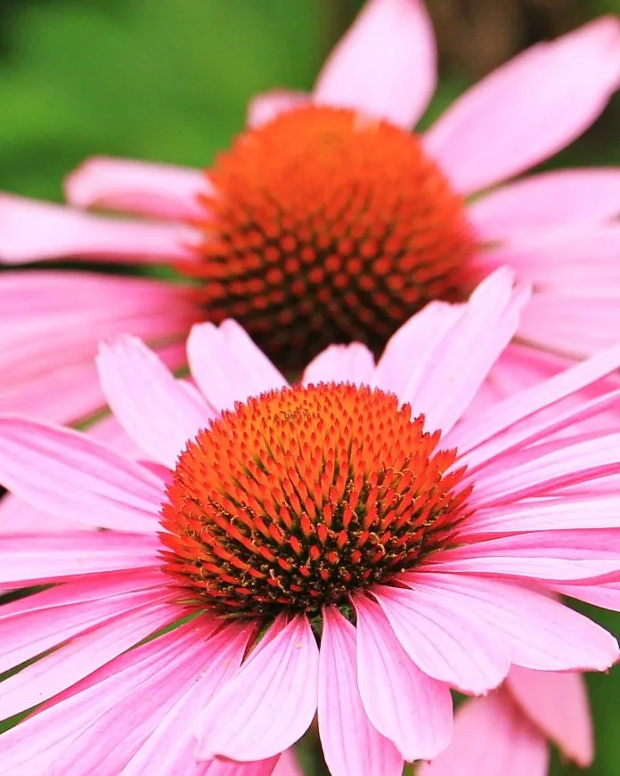 Mecsek Herba bíbor kasvirág (Echinacea) kapszula, 60 db